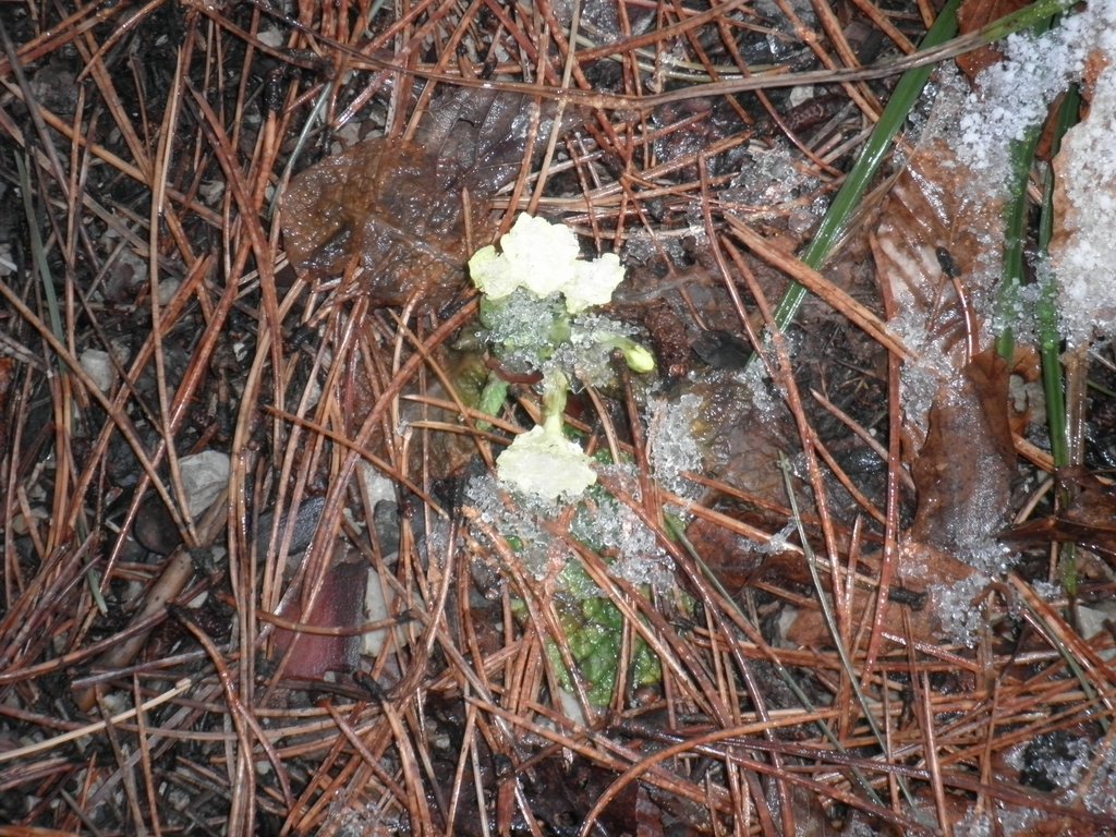 P2120043.JPG