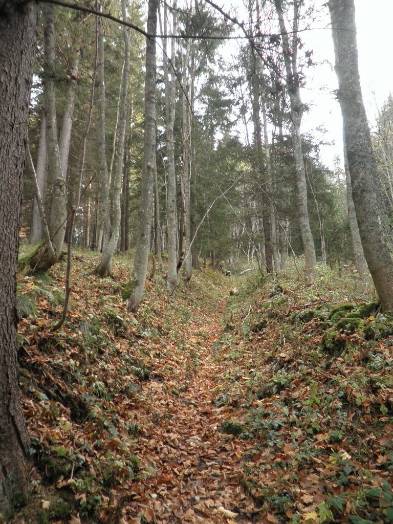 PA240007.JPG