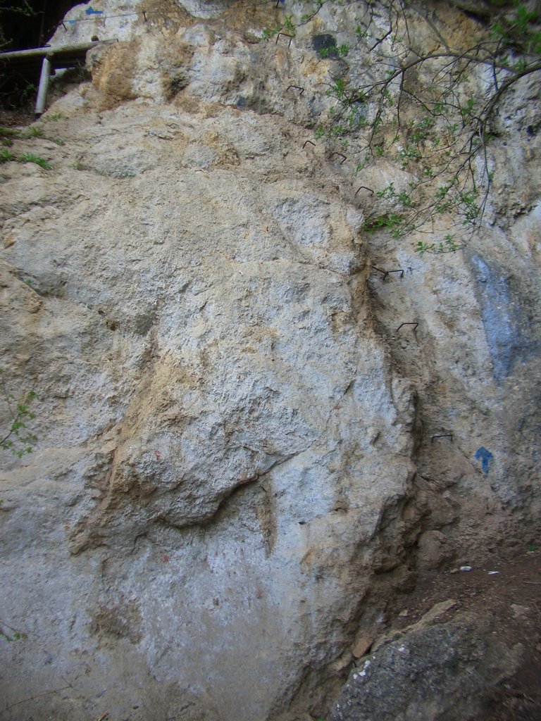 CIMG4516.JPG