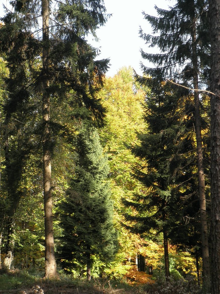 PA090018.JPG