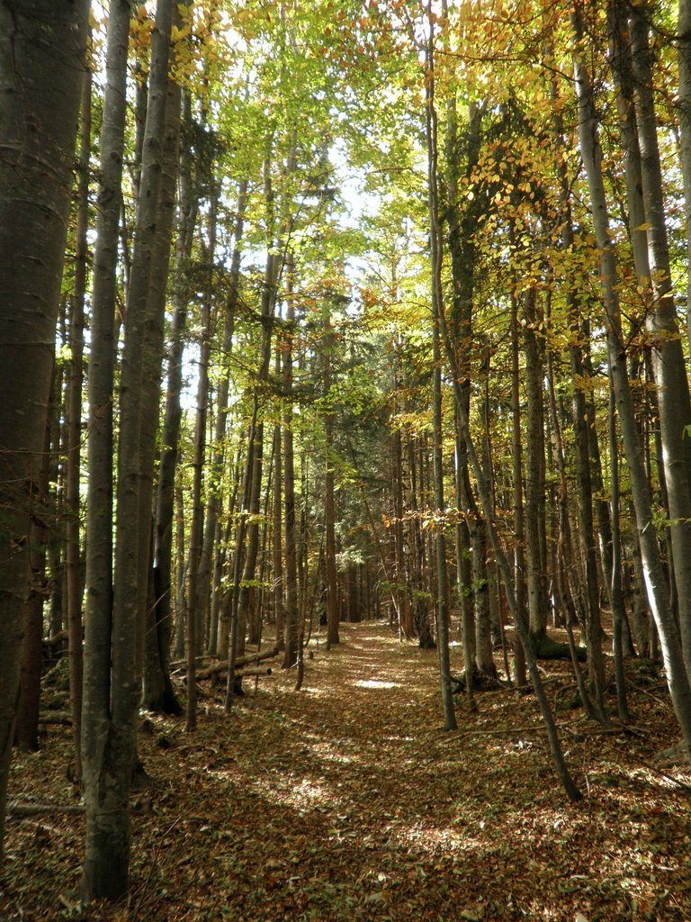 PA090023.JPG
