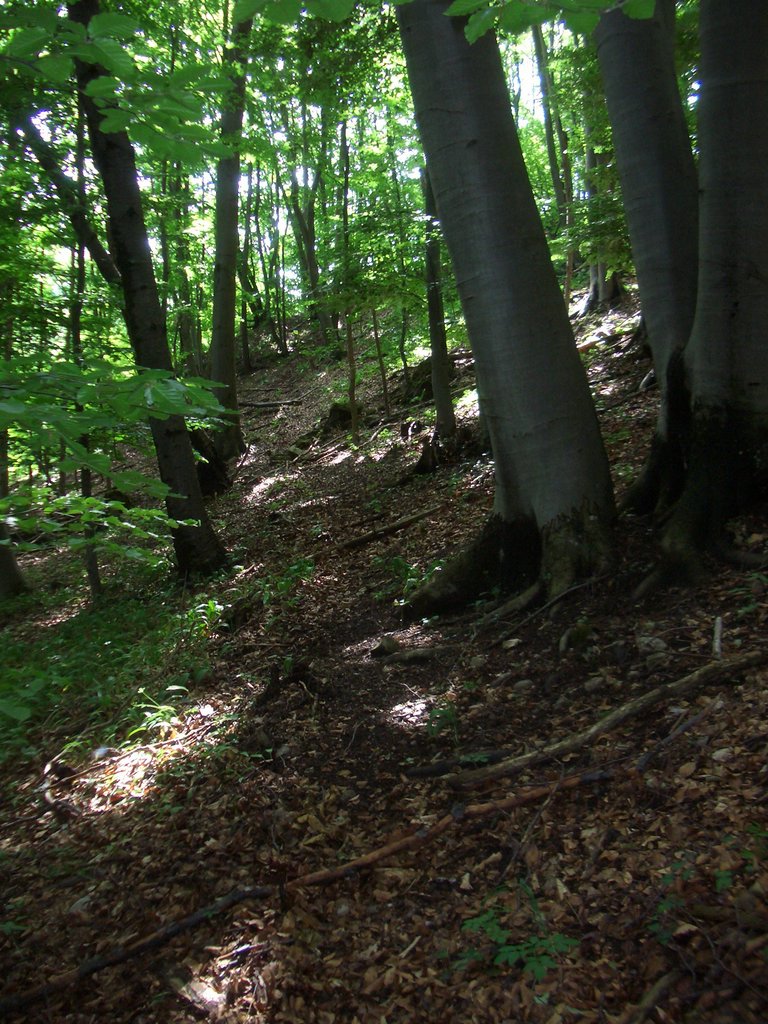 CIMG5328.JPG