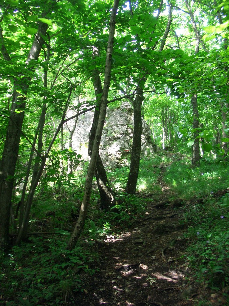 CIMG5329.JPG