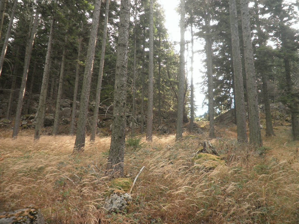 PB260004.JPG