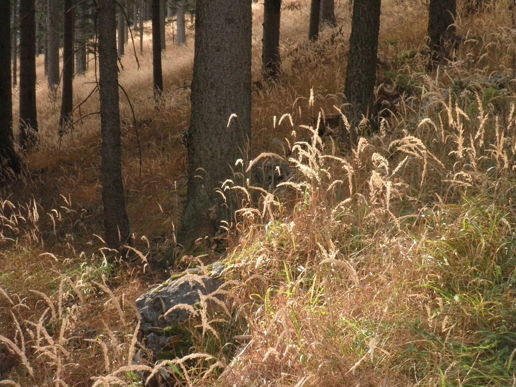 PB260009.JPG