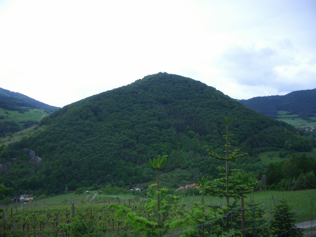 CIMG4995.JPG