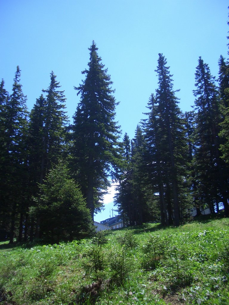 CIMG5595.JPG