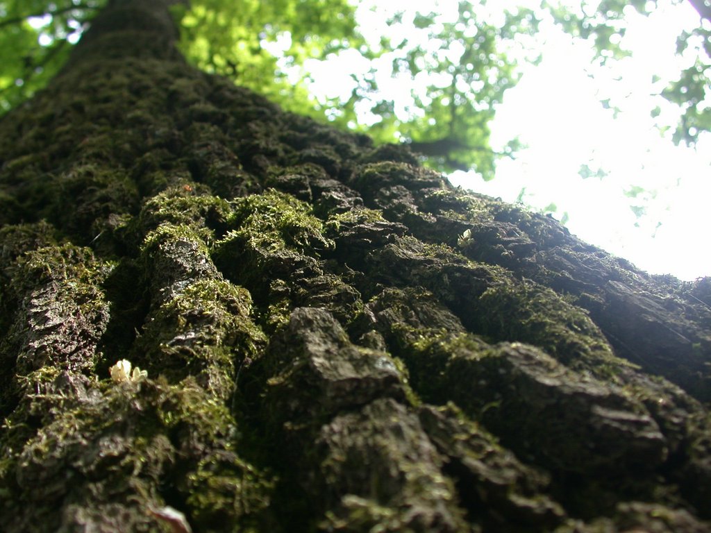 DSCN5620.JPG