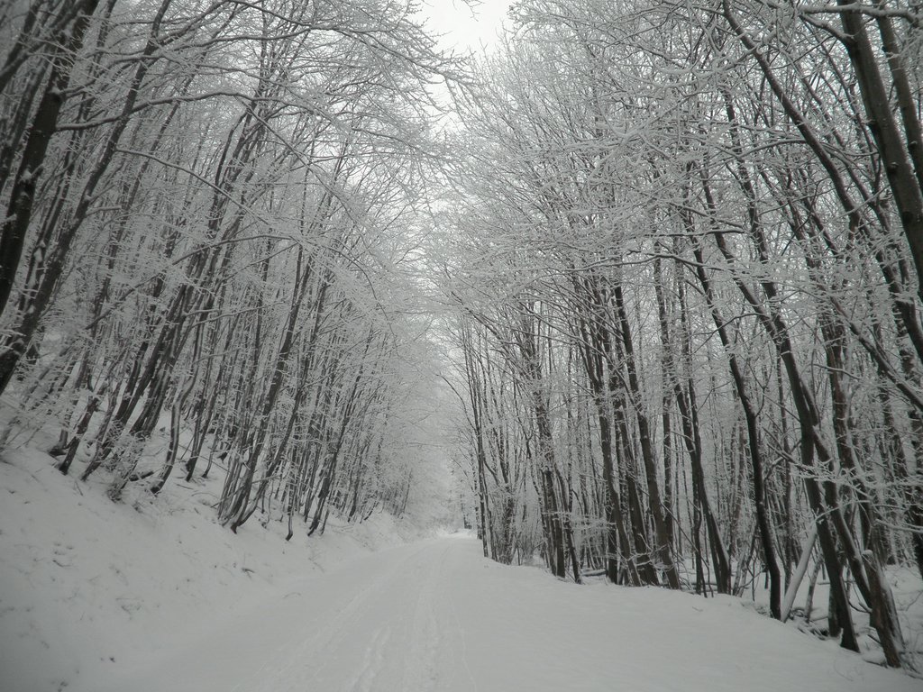 P1060004.JPG