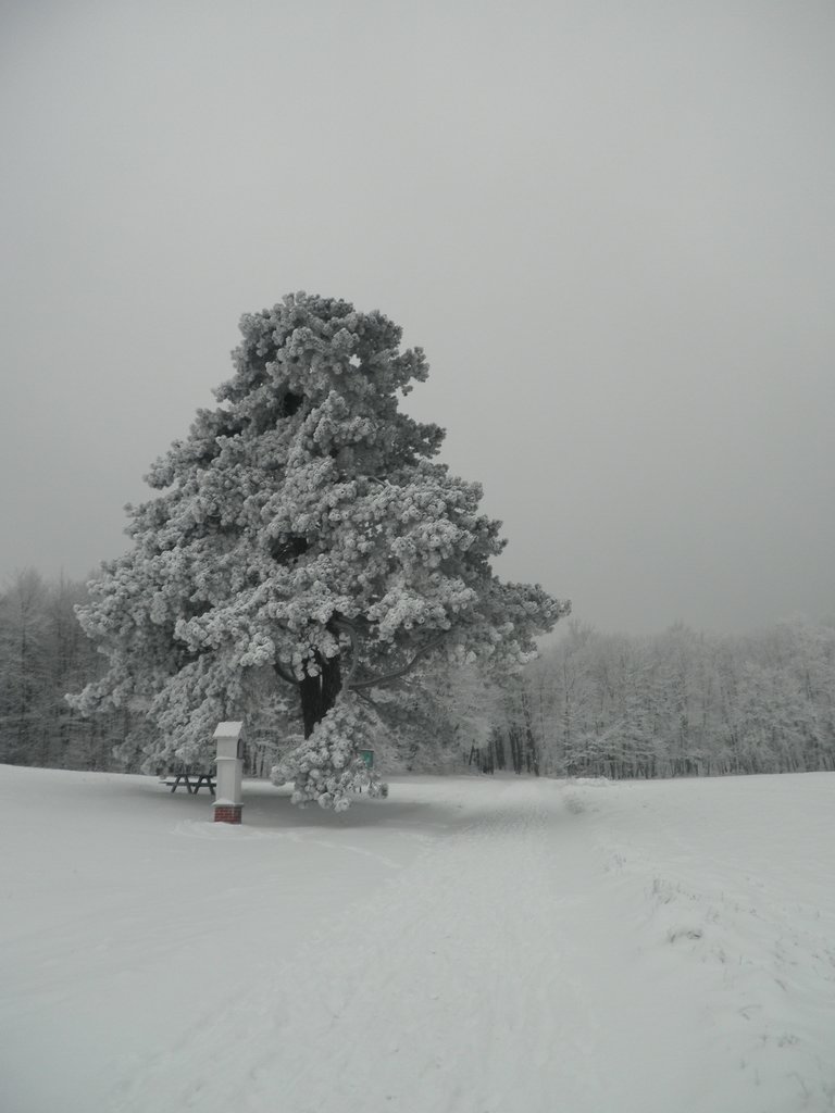 P1060007.JPG