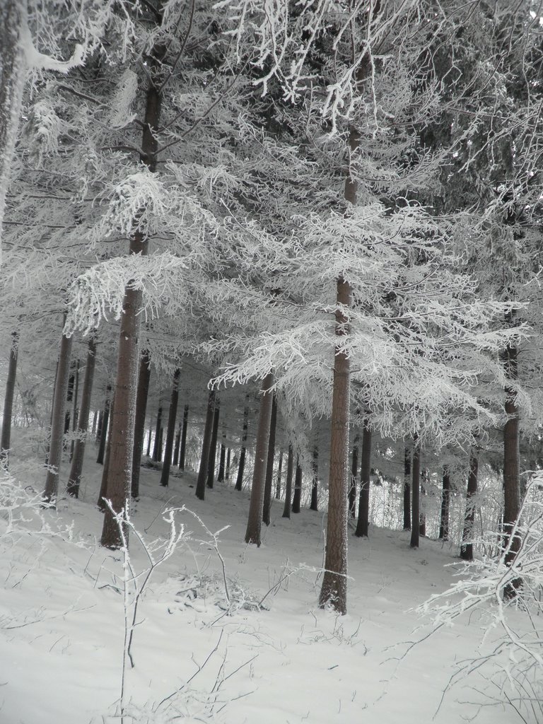 P1060016.JPG