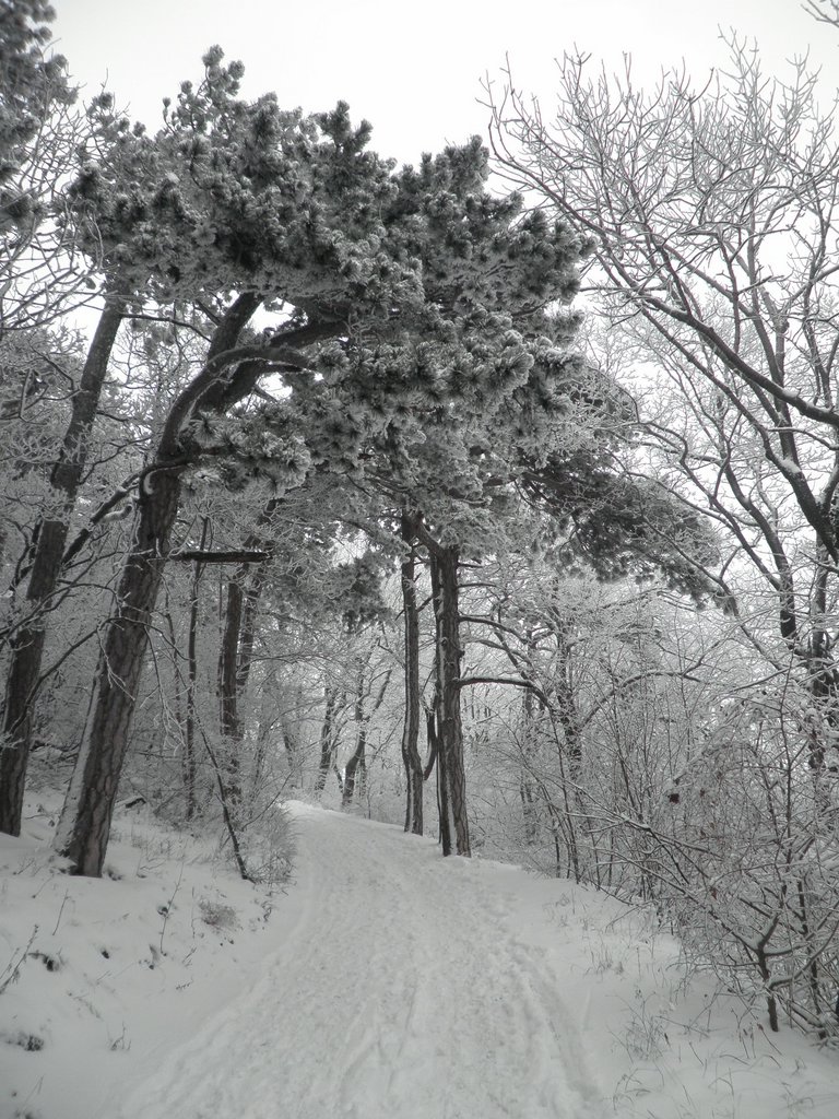 P1060017.JPG