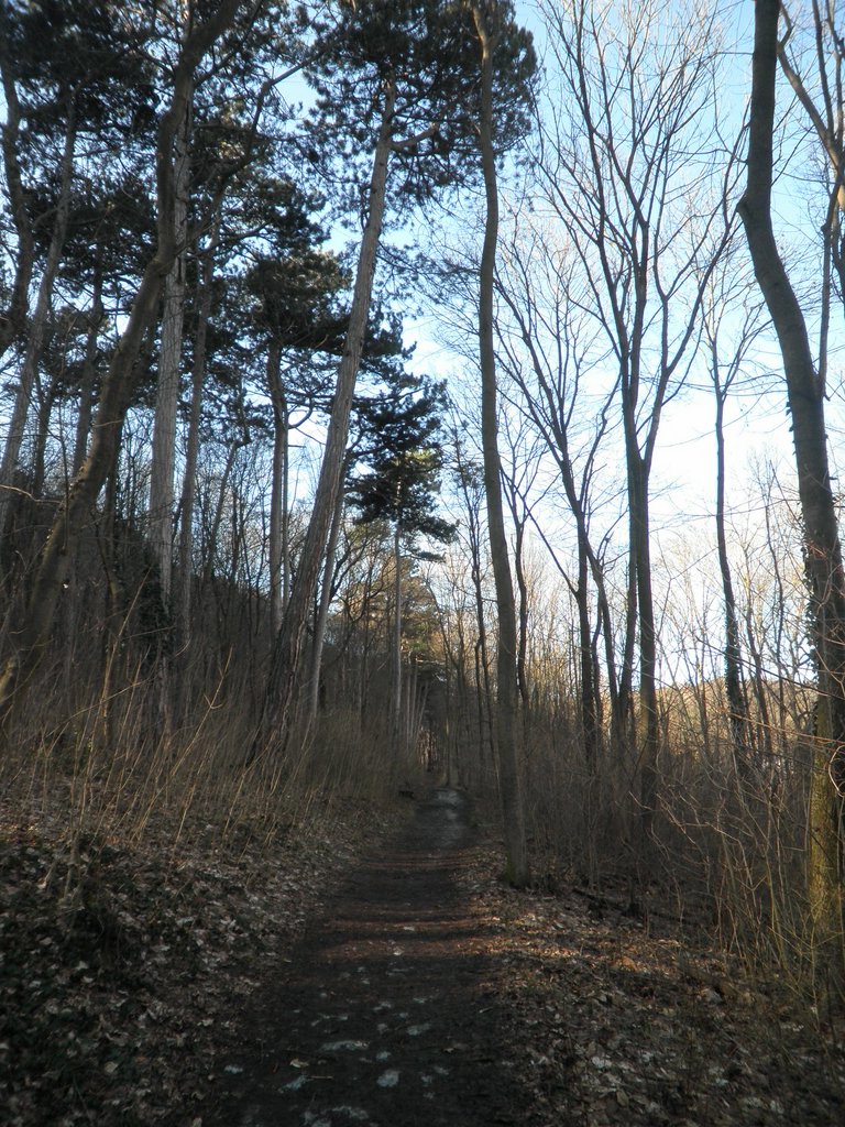 P2060006.JPG