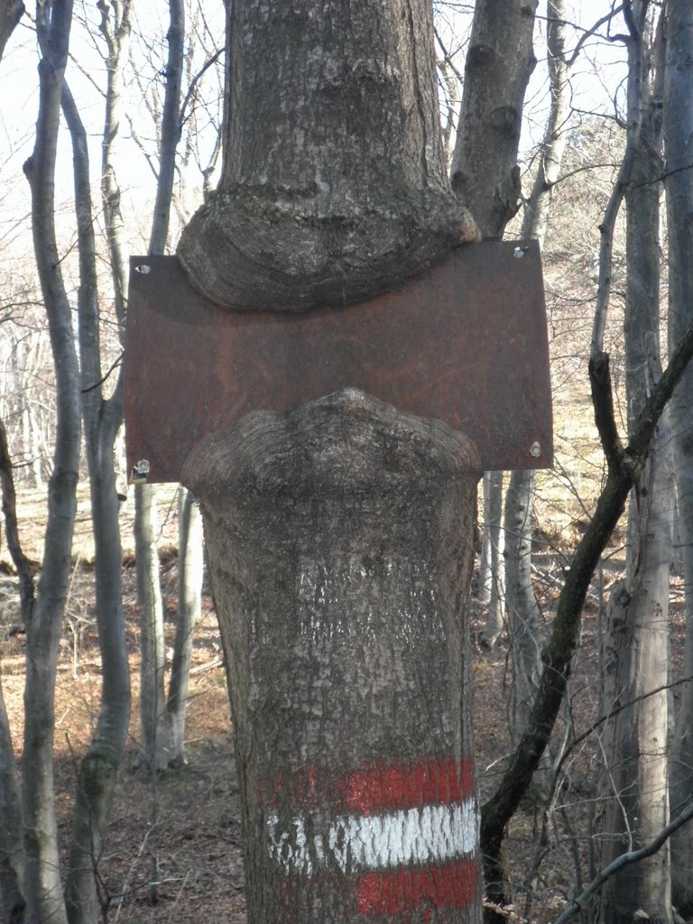 P2060015.JPG