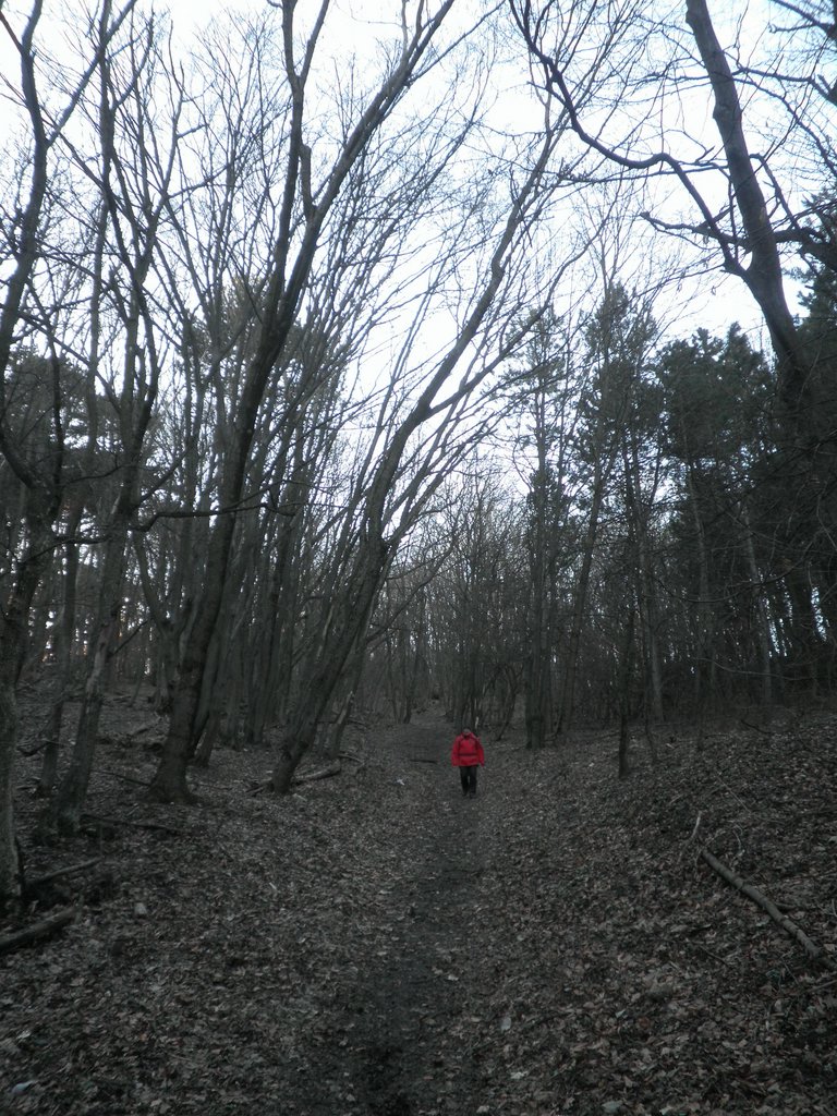 P2060050.JPG