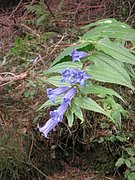 P9050054.JPG