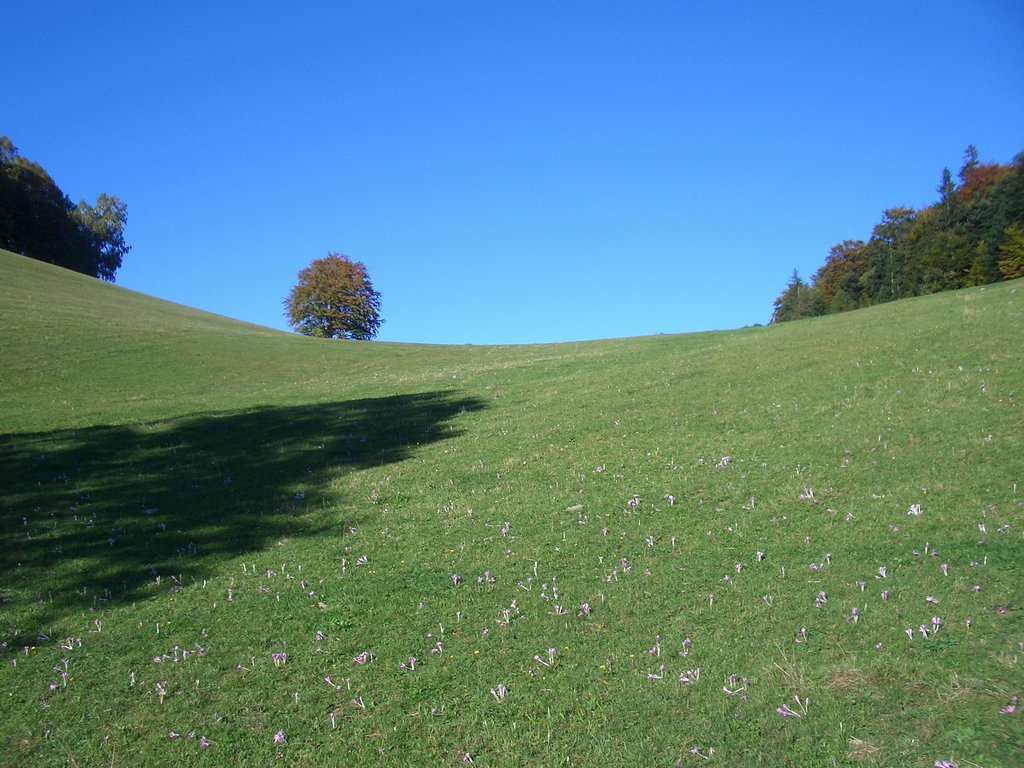 CIMG2711.JPG