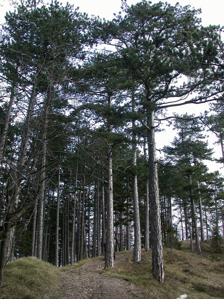 DSCN4339.JPG