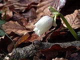 DSCN4343.JPG