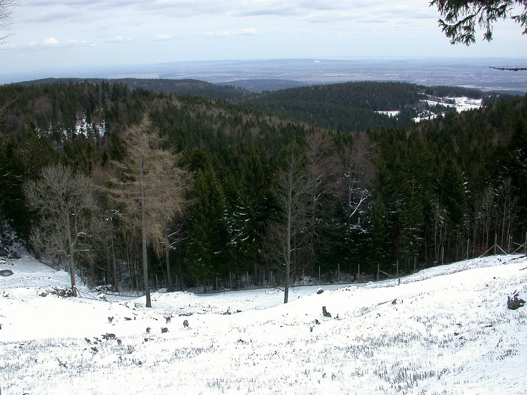 DSCN4955.JPG