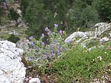 DSCN6388.JPG