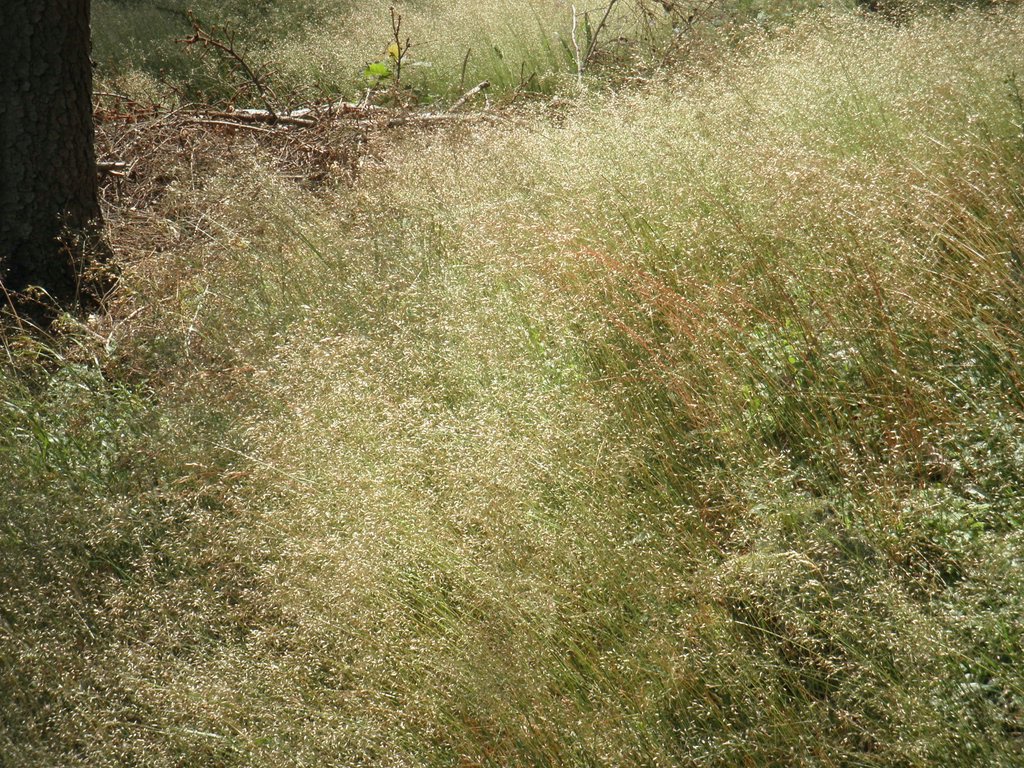 P7020025.JPG