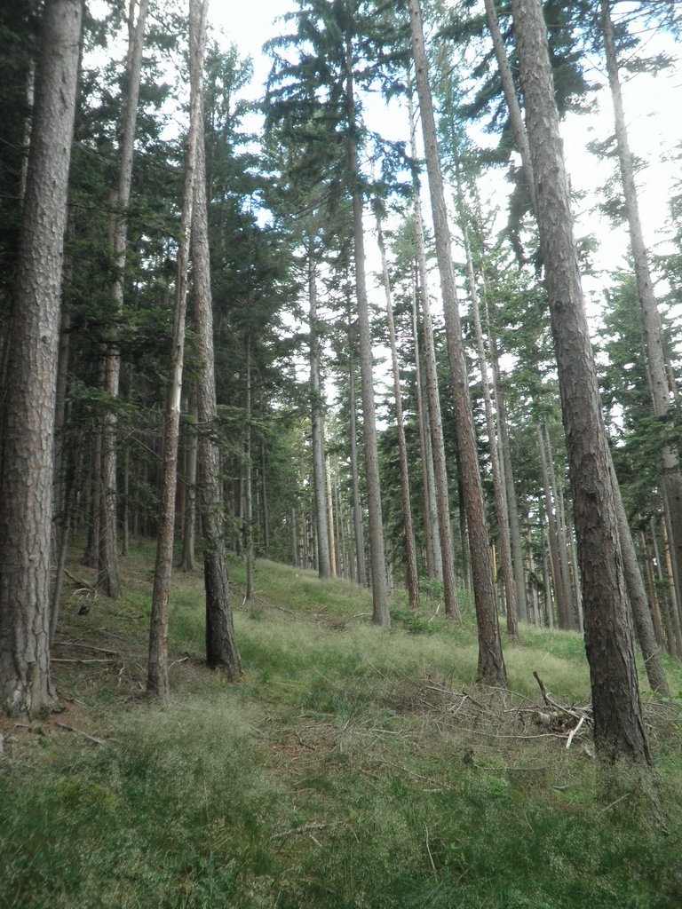P7020027.JPG
