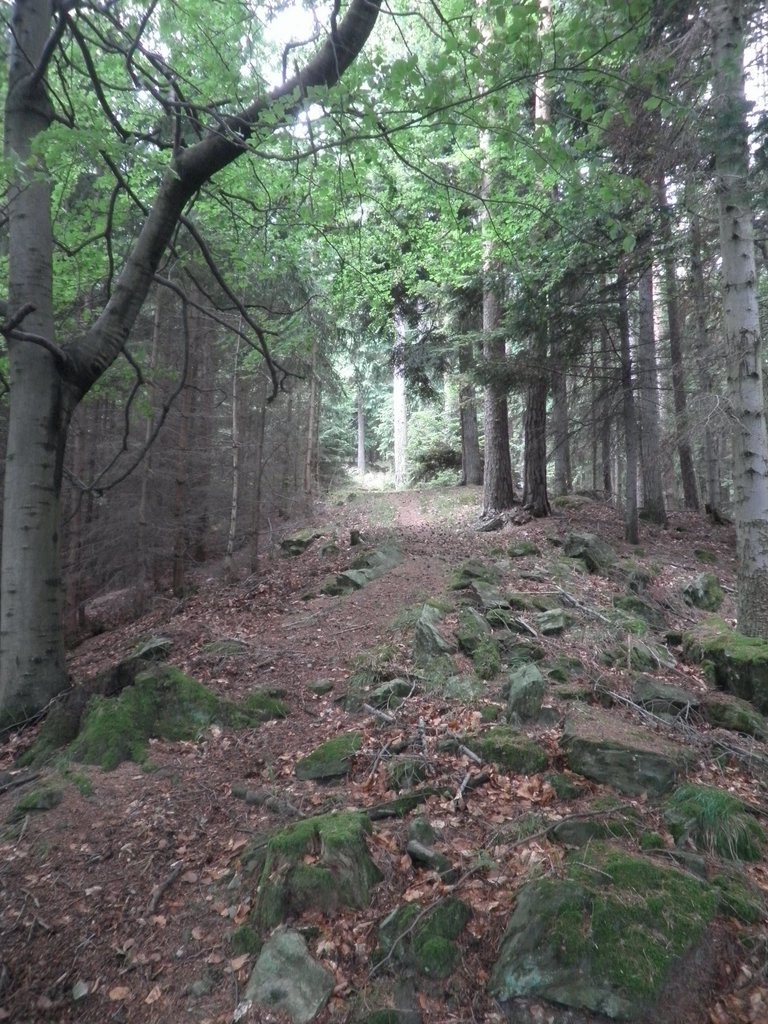 P7020028.JPG