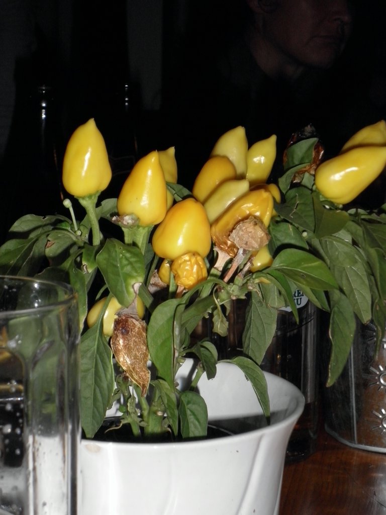 PB080065.JPG