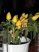 PB080065.JPG