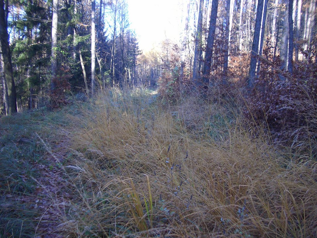 CIMG3084.JPG