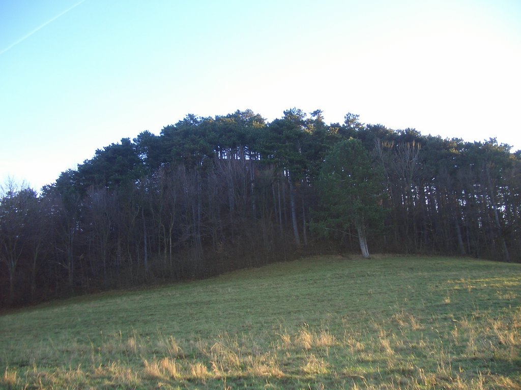 CIMG3116.JPG
