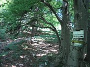 P5290017.JPG