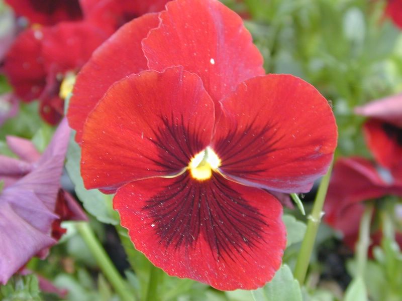 DSCN1904.JPG