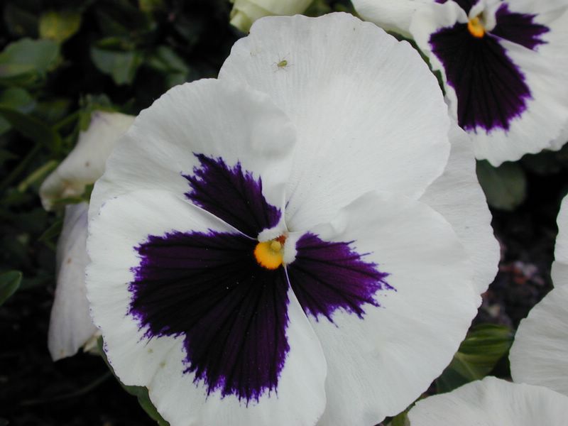 DSCN1905.JPG