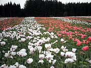 P7140038.JPG