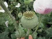P7140041.JPG