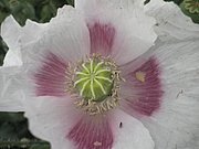 P7140043.JPG
