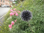 P7140060.JPG