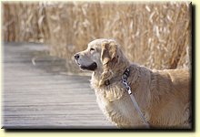 _IMG7724_mod.jpg