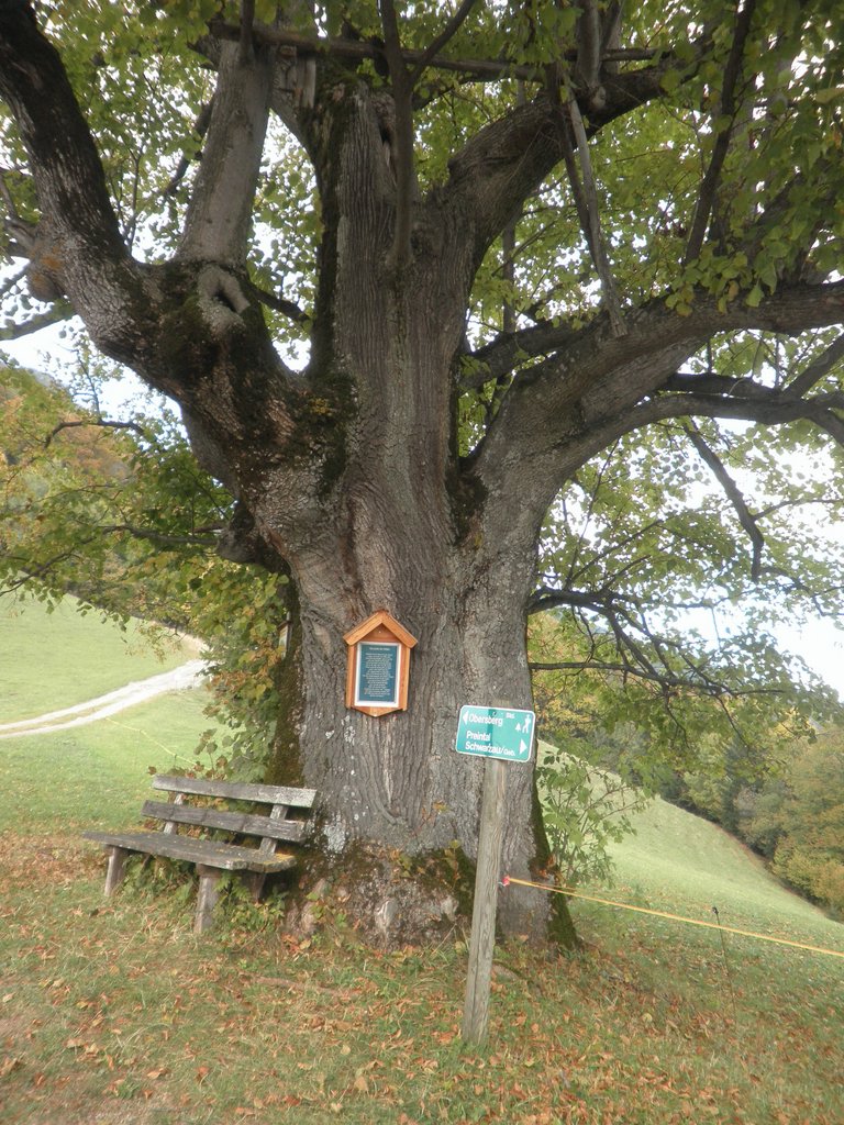PA230057.JPG