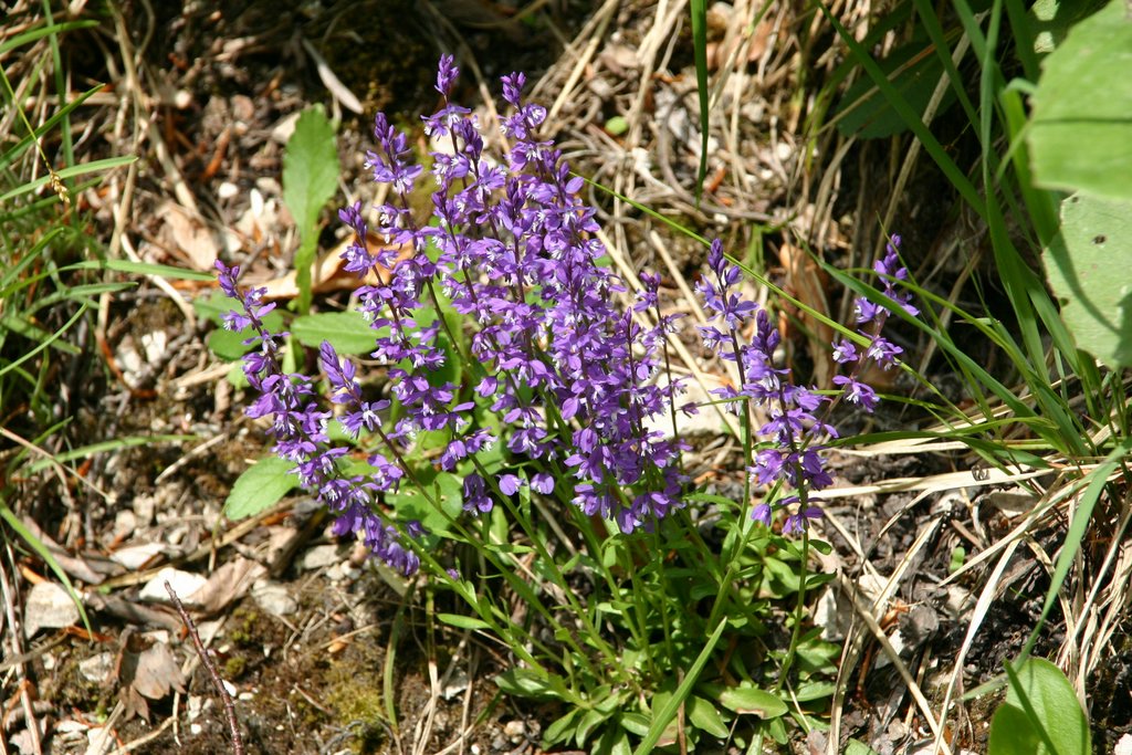 IMG_3184.JPG