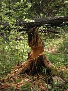 P5240150.JPG
