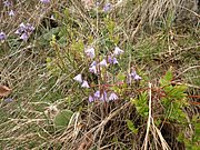 P5090028.JPG