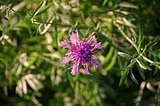 IMG_6596.JPG