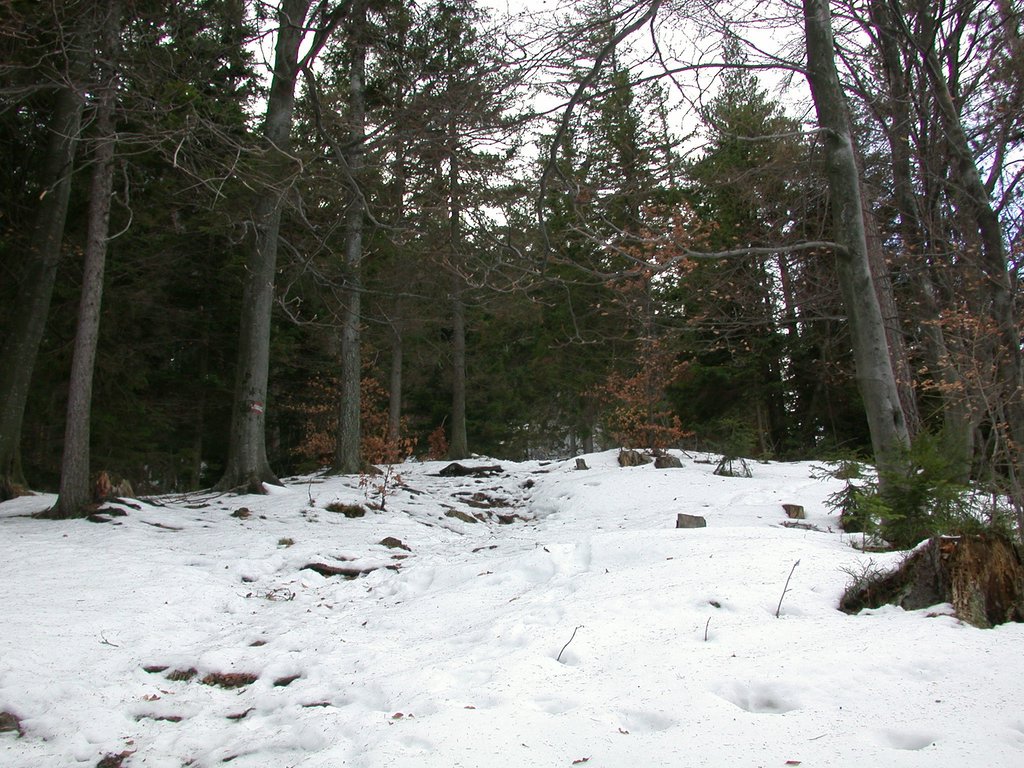 DSCN4178.JPG