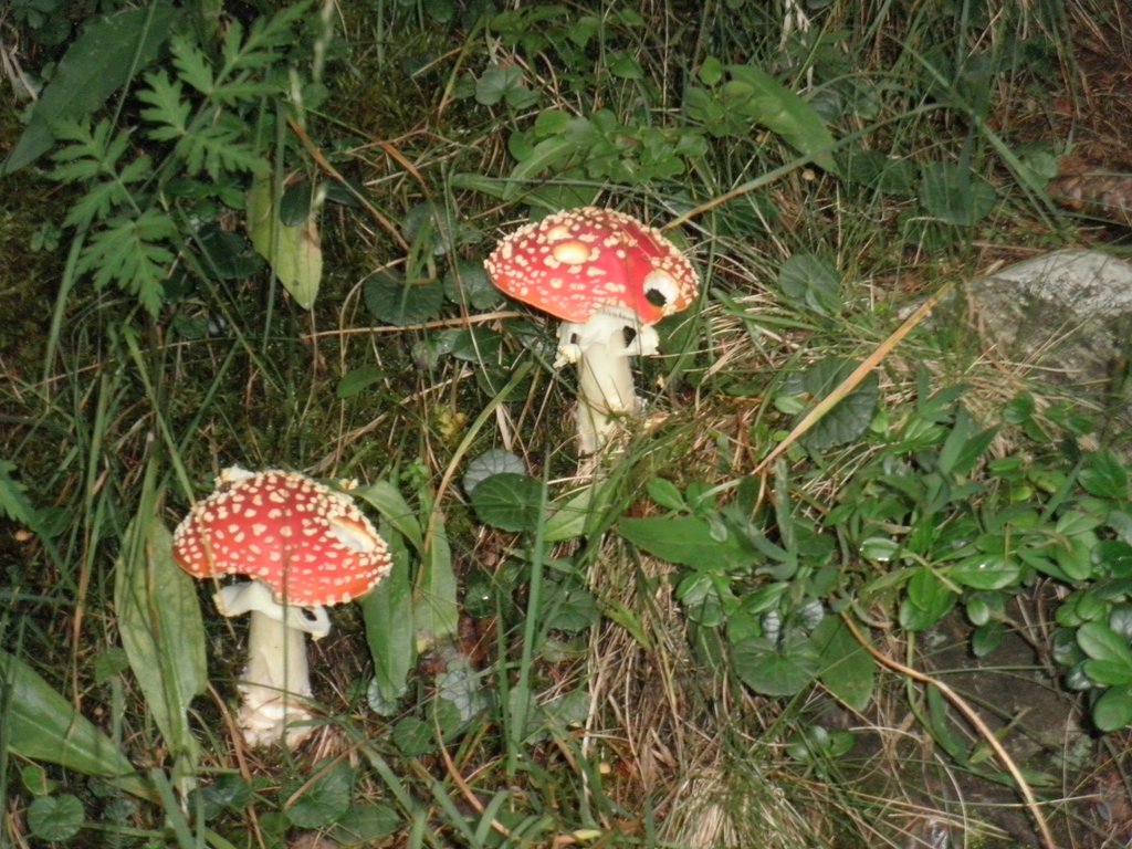 P8180331.JPG