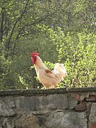 P4250030.JPG