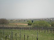 P4250073.JPG