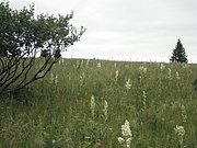 P6230009.JPG